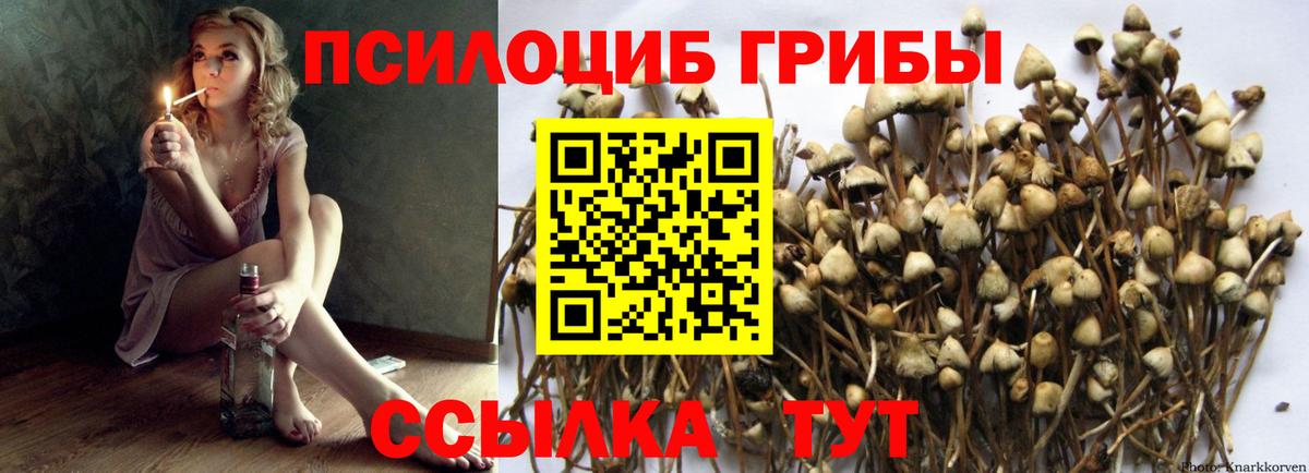 Псилоцибиновые грибы мицелий Осинники